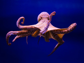 Octopus-vulgaris-HP.jpg