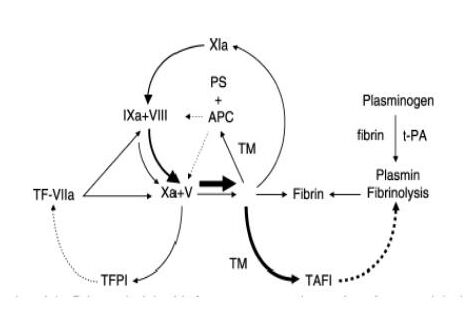 clotting pathway diagram. 5 : Model of blood coagulation