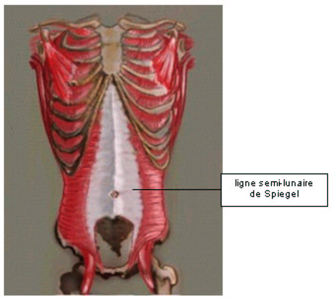 Muscles obliques (abdominaux) : interne, externe, définition, schéma