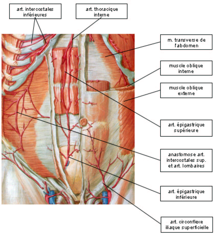 Schema artere iliaque