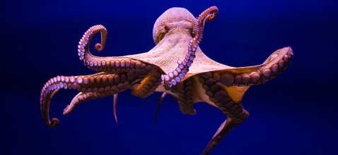Octopus-vulgaris-m.jpg