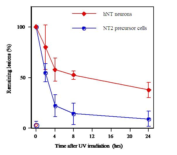 Repair of (6-4)PPs in NT2 and hNT