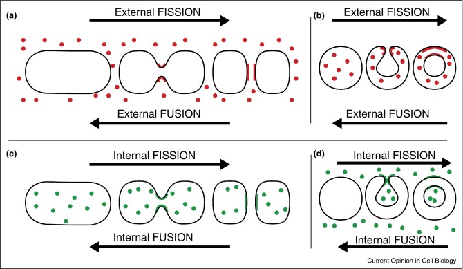 internal-external-fission.jpg