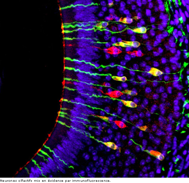 Neurones olfactifs mis en évidence par immunofluorescence