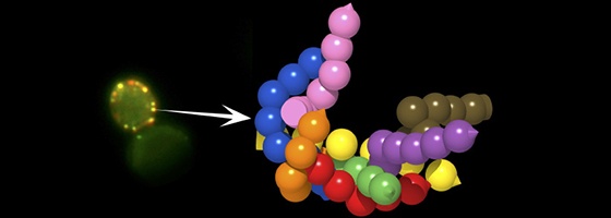 La microscopie à fluorescence s’attaque à la structure 3D des complexes protéiques