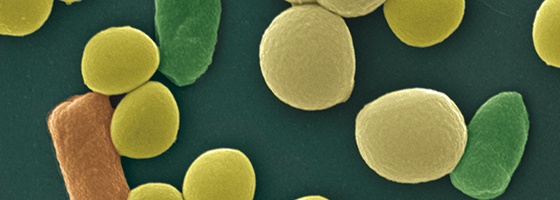 Différents types de bactéries