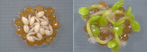 Embryons disposés sur une couche d’enveloppes vides de graines