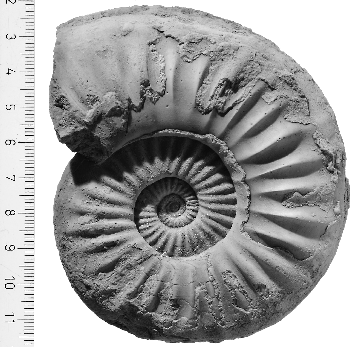 Ammonite, China