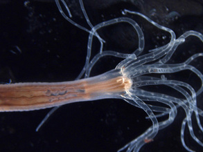Nematostella-credit_A-IKMI-HP.jpg