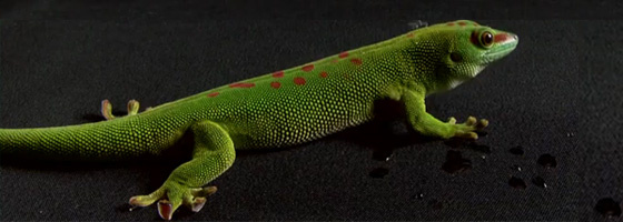 gecko-560.jpg