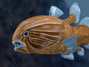 coelacanthe_1140x500.jpg