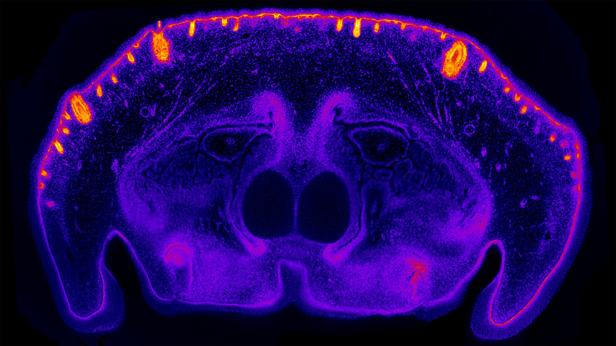 June 2022 - Dagenais - Lower jaw of a dog embryo - nuclear staining