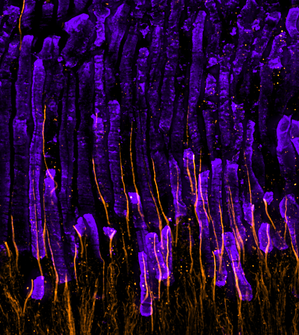 March 2022 - Mercey - Mouse retina Photoreceptor cells with highly specialized cilium