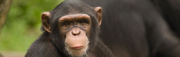 Chimpanzé Gbandeau.jpg