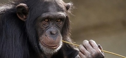 chimpanze.jpg