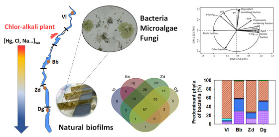 Biofilm 560X275.jpg