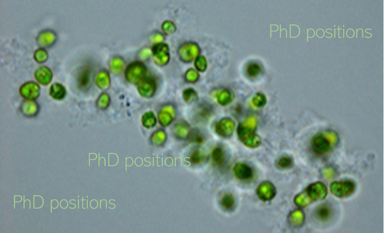 Image PhD openings.jpg