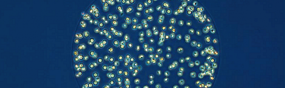 Phytoplancton.png