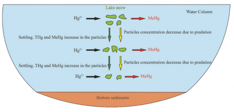 Mercury_methylation.png