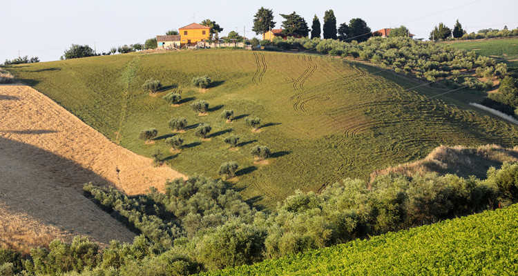 2021.07_Soil Health_Di Falco_JSTOR Daily.jpg