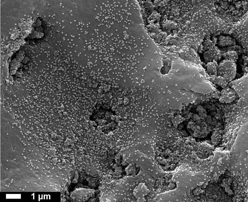 Nanoplastics_Activated Carbon.png