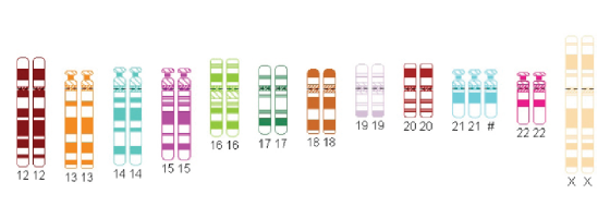 Antonorakis_Nikolaev