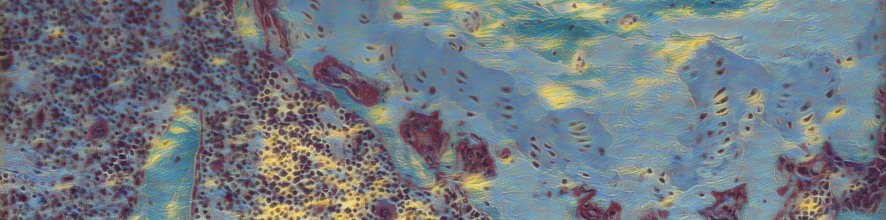 cellules-immunitaires-moelle-osseuse-1920x477.jpg