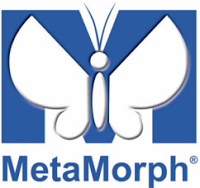 Metamorpph.png