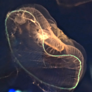 jellyfish.png