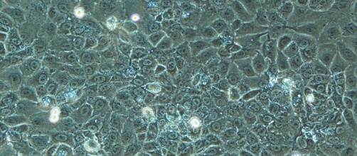 12.01.2026 P. Nowak.jpg