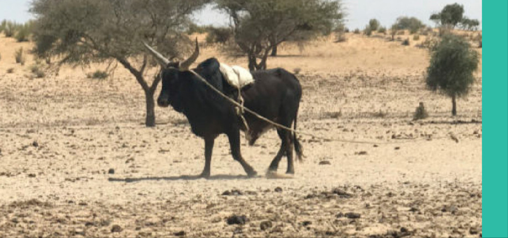 Mozambique, Manica province, Gorongosa district, Nhacadhongo village – 22 June 2022. An ICRC mobile health team vaccinates residents in remote communities and provides COVID-19 prevention advice. Photo by Ricardo Franco / ICRC
