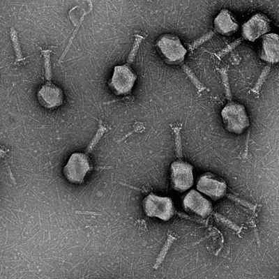 T4 bacteriophages