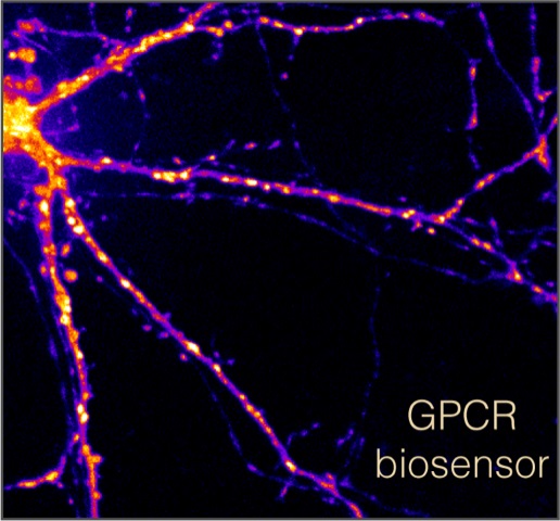 STOEBER_Neuron_GPCR_activation.jpg