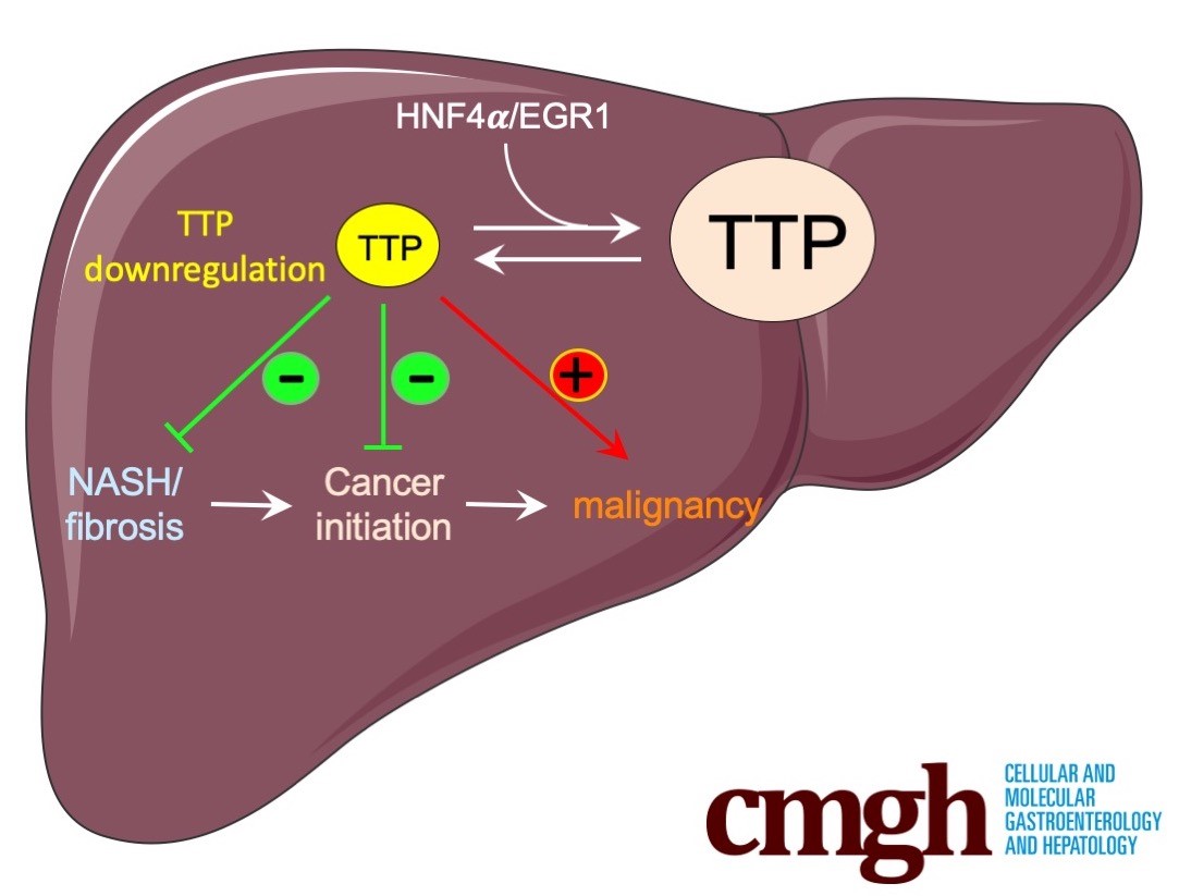 TTP_dualaction_liver_cancer.jpg