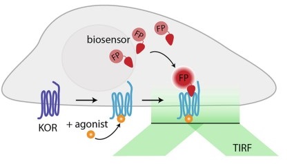 STOEBER_biosensors_opioid_receptors2.jpg
