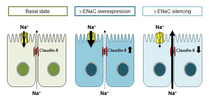 FERAILLE_Sassi et al_tight_junctions_kidney.jpg