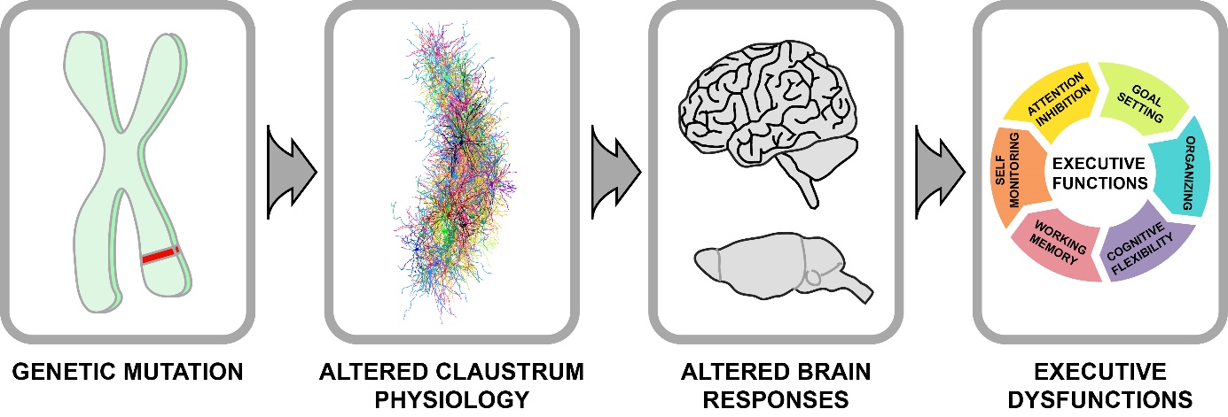 1 Figure or Pic or scheme or video