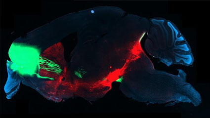 clüscher_mouse brain.jpg