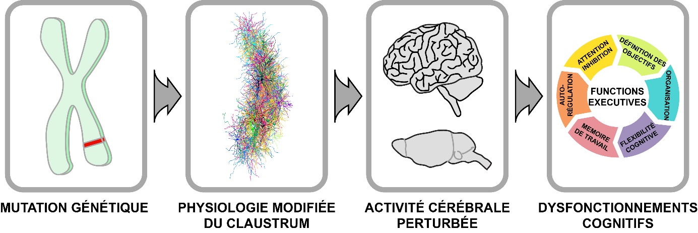 1 Figure or Pic or scheme or video