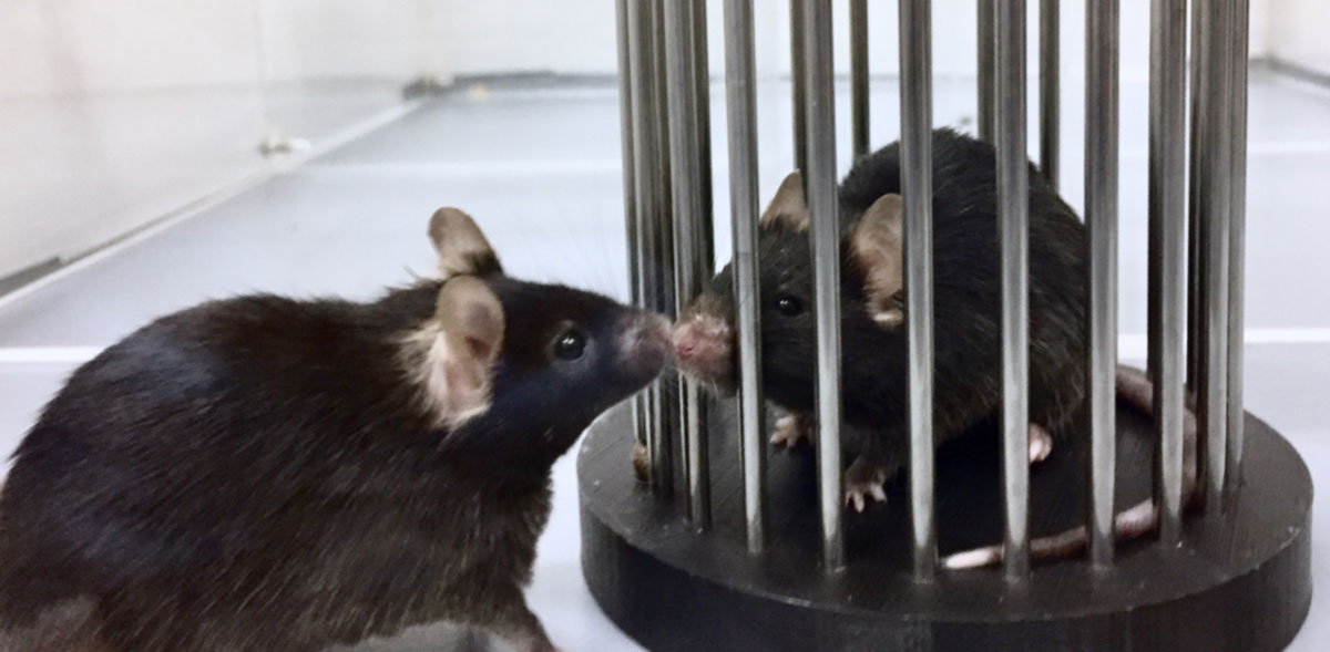 Caption: During a social interaction, the mice do not exclusively fire the brain pathways of the motivational system, which was previously known to be the only recipient of social behaviours. ©Bellone/UNIGE