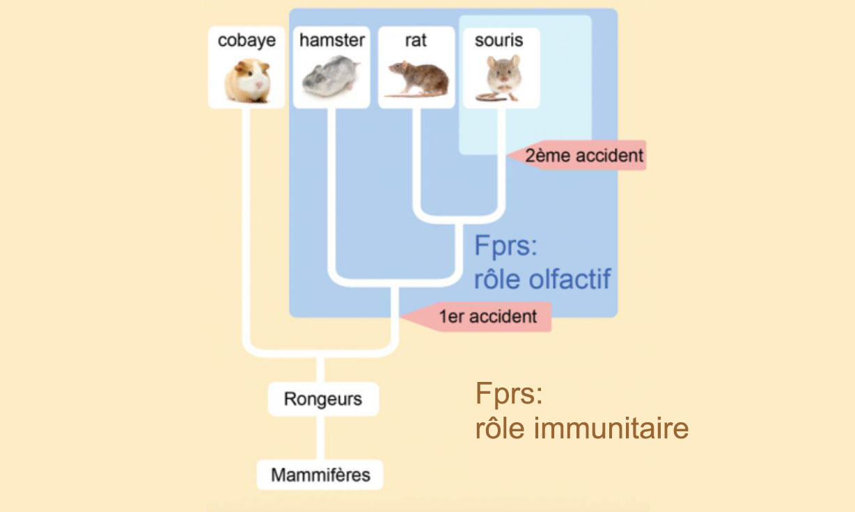 olfactory sensors-web.jpg