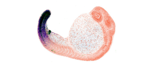 WEB_hoxd13a_larva.jpg