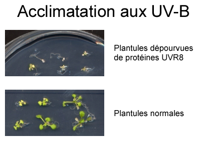 Acclimatation aux UV-B