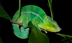 Caméléon panthère mâle