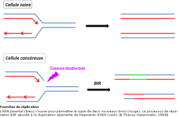 Fourches de réplication