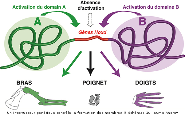Interrupteur génétique