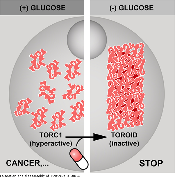 Tubules to stop cell growth