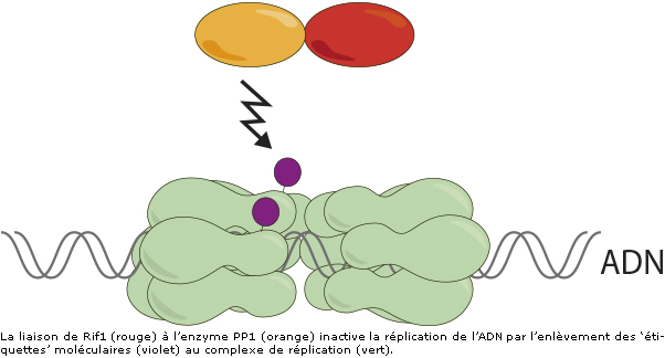 La multiplication des cellules sous haute surveillance