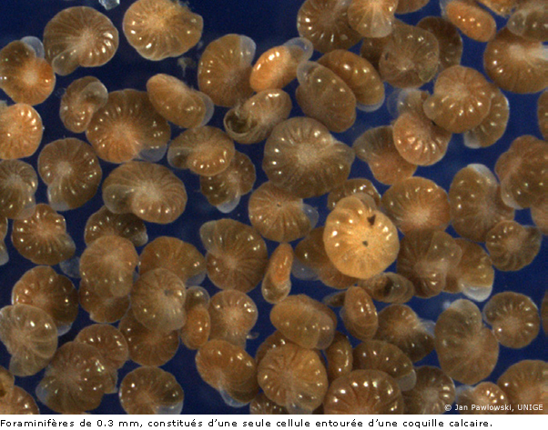 Foraminifères de 0.3 mm, constitués d’une seule cellule entourée d’une coquille calcaire