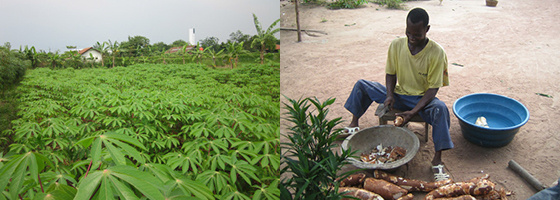 Cassava-560.jpg